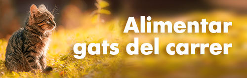 Alimentar gats del carrer